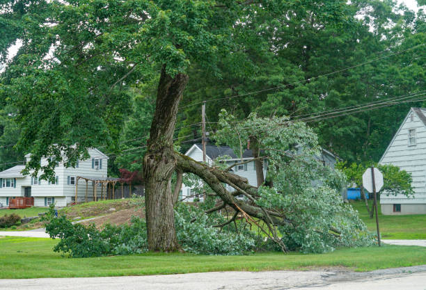 Best Tree Cabling and Bracing  in Crockett, CA