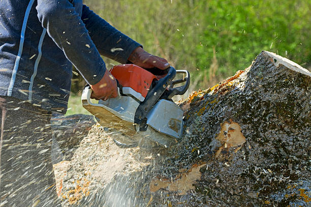 Best Tree Trimming and Pruning  in Crockett, CA